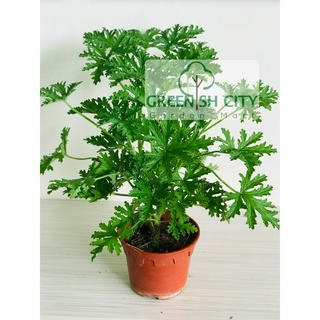 GNC Thulasi Holy Basil Herbs Live Plant Pokok Herba