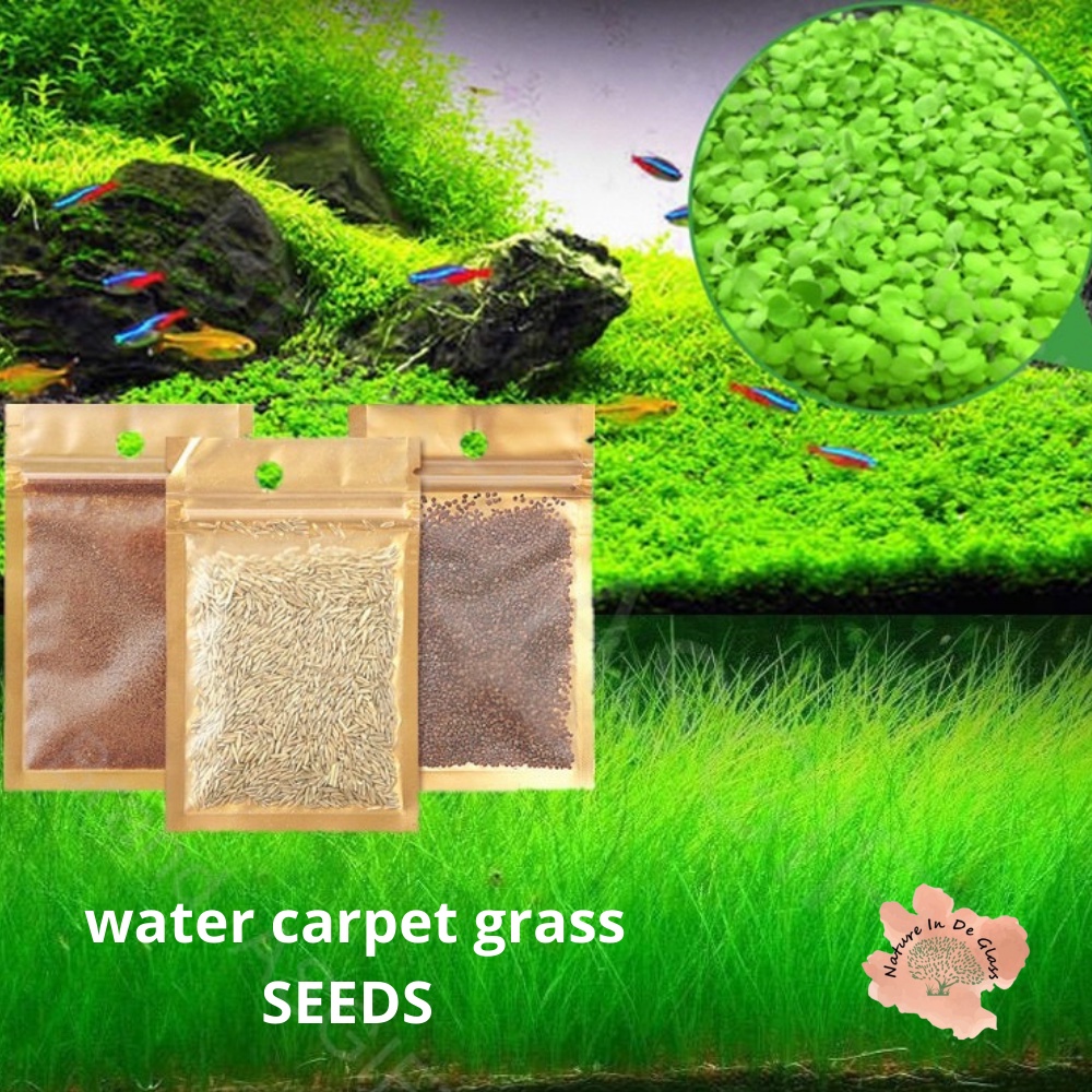 [Plant] Waterplant Carpet Grass Seeds Green Aquarium Plants Foreground