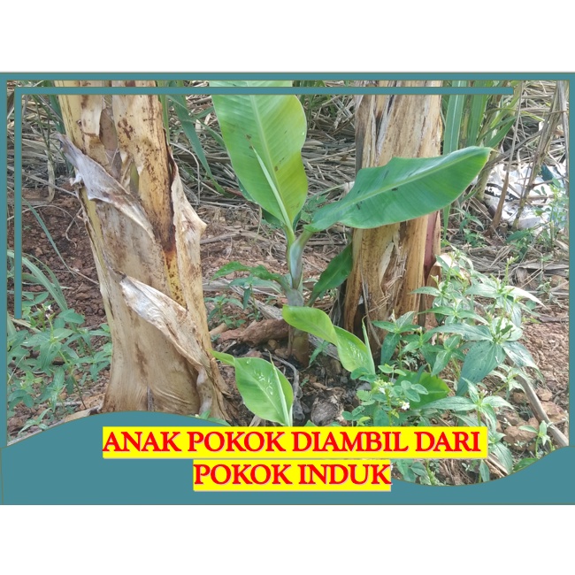 ANAK POKOK PISANG | 40 HARI | NANGKA | TANDUK | RASTALI [RANDOM SIZE ...