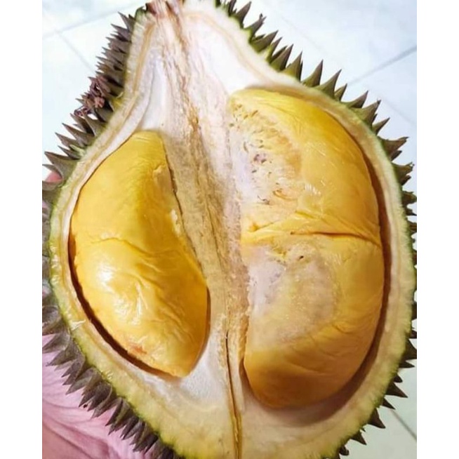 Pokok Durian Udang Merah | Shopee Malaysia