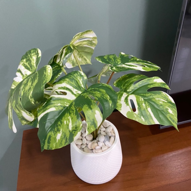 OFFER PRICE 11.11 Rare item  Alocasia Amazonica splash Aurea  variegated | Shopee Malaysia