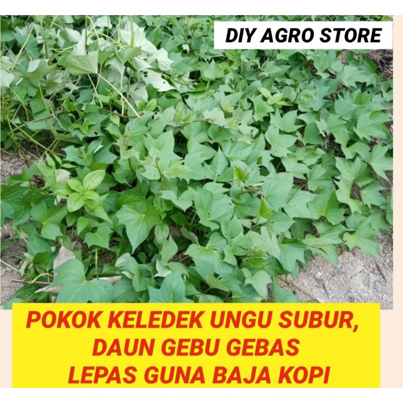 🌿KERATAN POKOK KELEDEK UNGU TERSEDAP SUBUR 🌿 | Shopee Malaysia