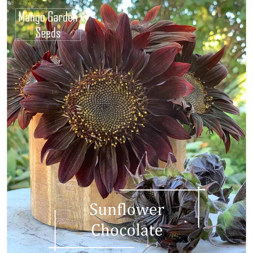 Chocolate Sunflower Seeds - 10 Seed *Pot Friendly* Tanam Pasu, Benih Bunga  Matahari Coklat 巧克力向日葵 - Mango Garden, Furniture & Home Living, Gardening,  Plants & Seeds on Carousell