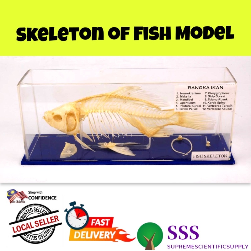 🔥[Ready stock]🔥Specimen of Fish Skeleton | Shopee Malaysia