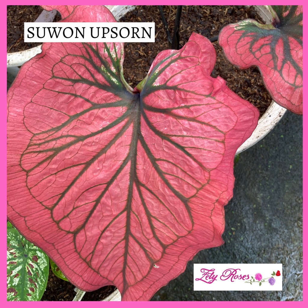 (READY STOCK) KELADI SUWON UPSORN ZETY ROSES | Shopee Malaysia