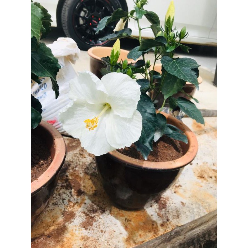 bunga raya hibrid putih | Shopee Malaysia