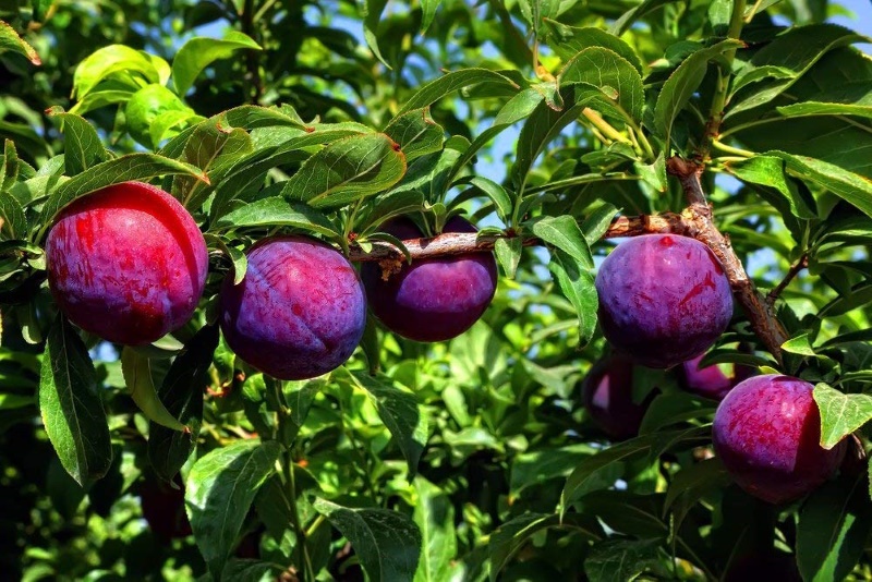 Anak Pokok Santa Rosa Plum | Shopee Malaysia