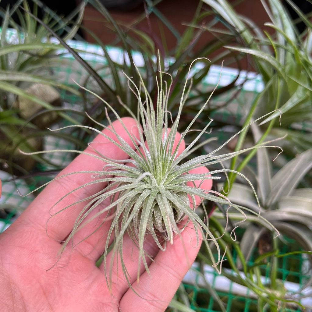 Magnusiana Air Plants - Tillandsia Imported (100% Healthy, Excellent ...