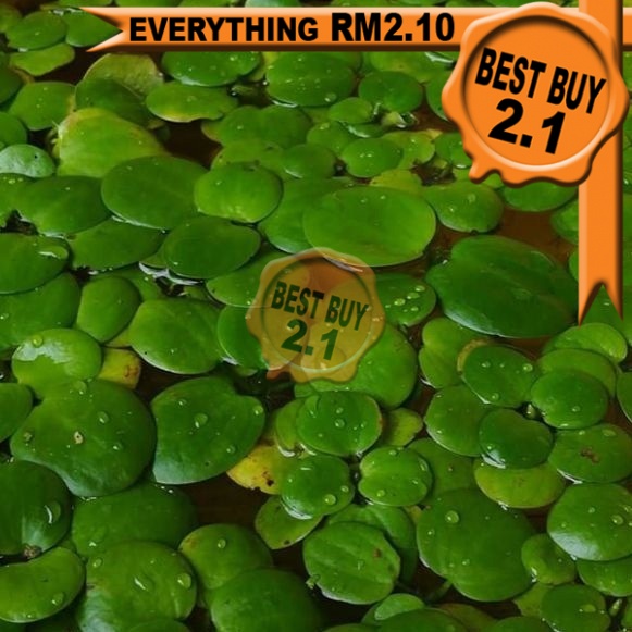 REAL LIVE PLANT KIAMBANG BARU FLOATING WATER PLANTS TUMBUHAN AIR PLANTS ...