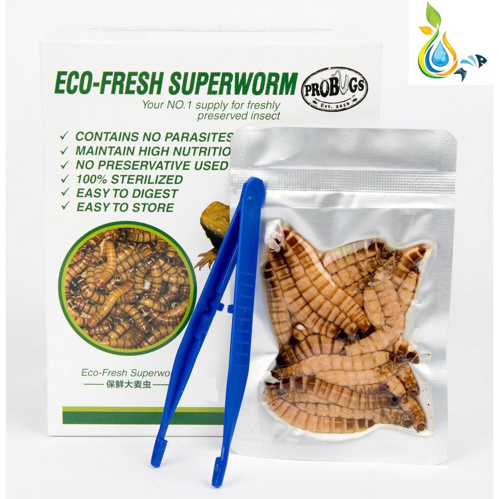 PROBUGS Eco-Fresh Superworm 20g | Shopee Malaysia