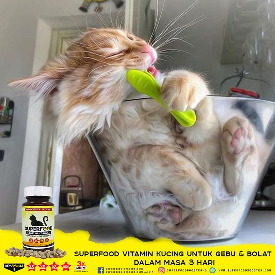 Vitamin kucing superfood cat vitamin ubat selsema kucing ubat fungus
