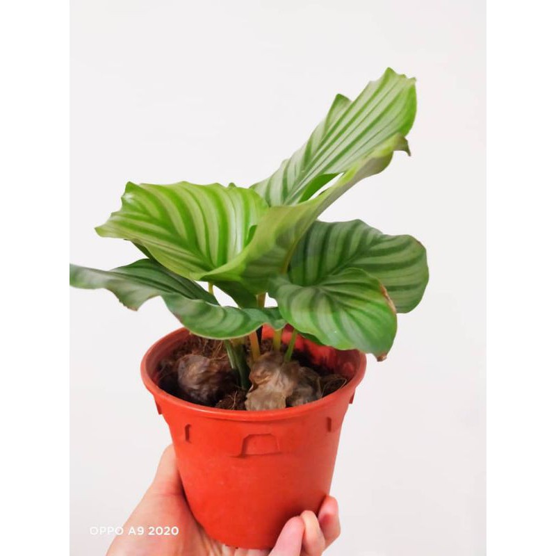 WAF Calathea Rotundifolia with L size pot direct from Cameron Highlands |  Shopee Malaysia