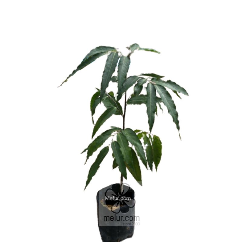 MKT - False Ashoka Sapling / Anak Pokok False Asoka / Indian Mast Tree ...