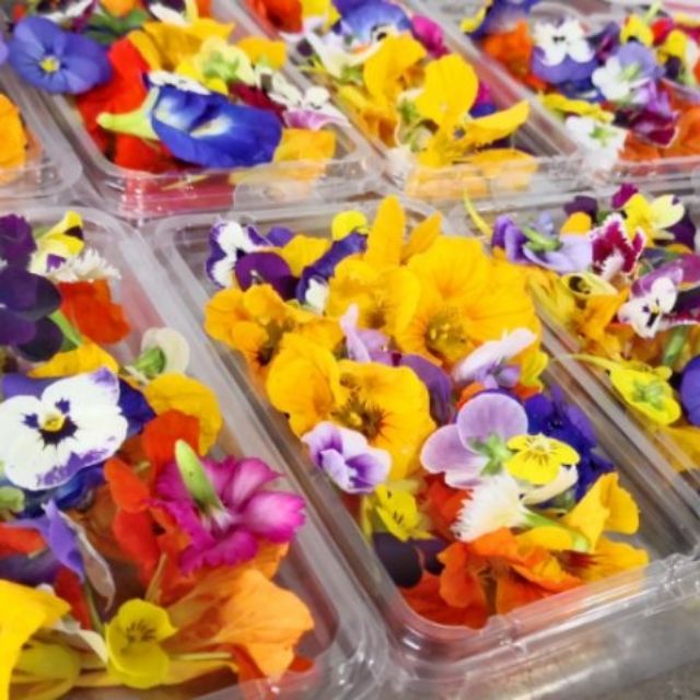 Fresh Edible Flower - Spring Medley mix, Viola, Dianthus | Shopee Malaysia