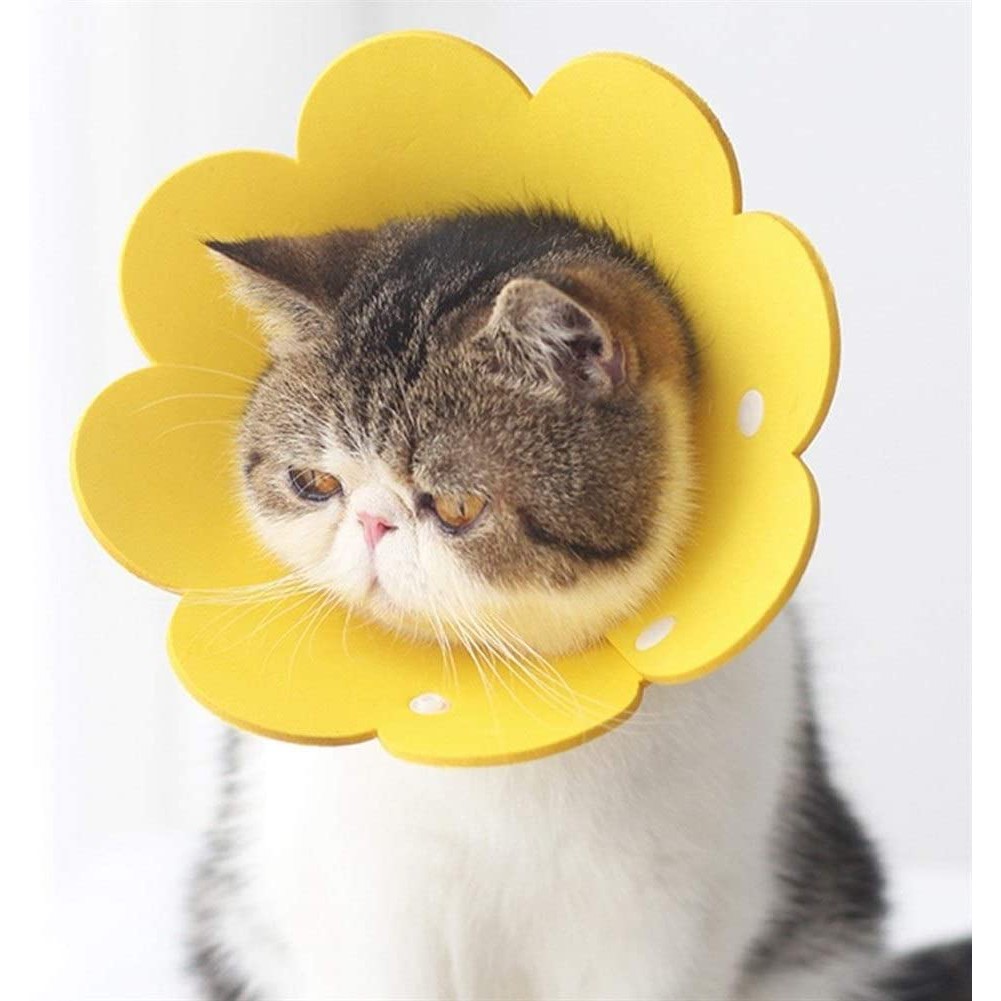 Eva Cat Protection (L) Shopee Malaysia