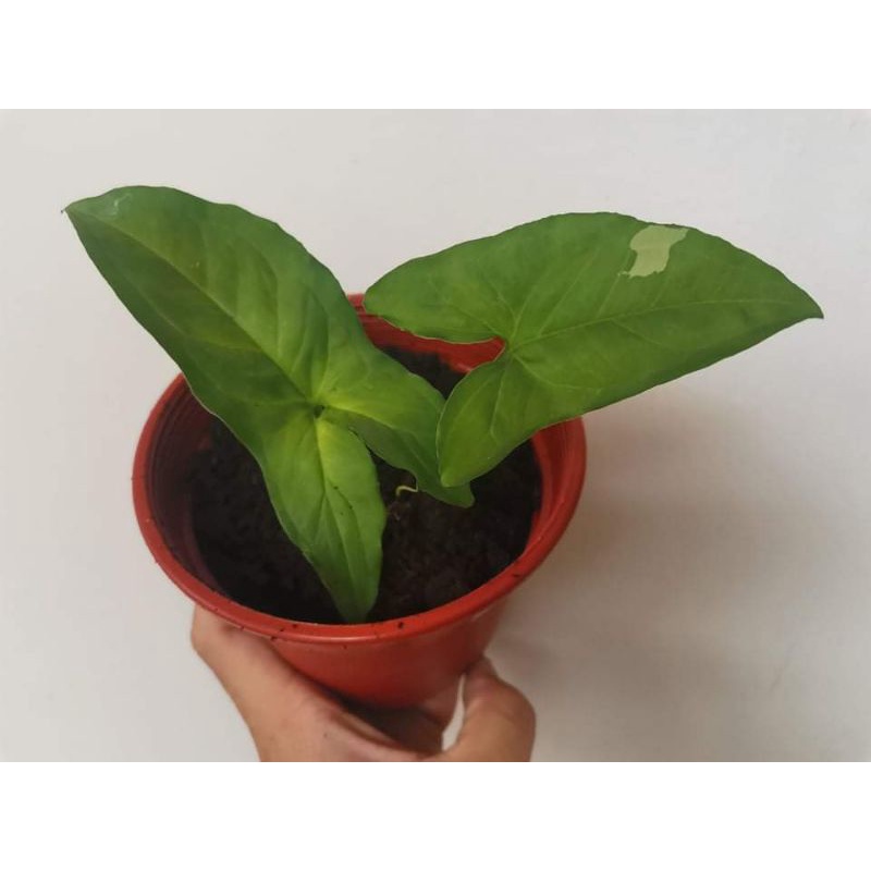 Syngonium Aurea Variegated (Reverted) | Shopee Malaysia
