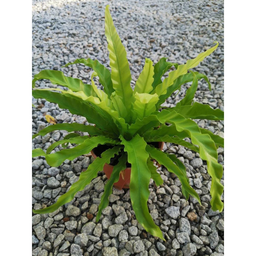 Asplenium Asplenium Osaka Bird's Nest Fern 鸟巢蕨 / Indoor Plant / Office