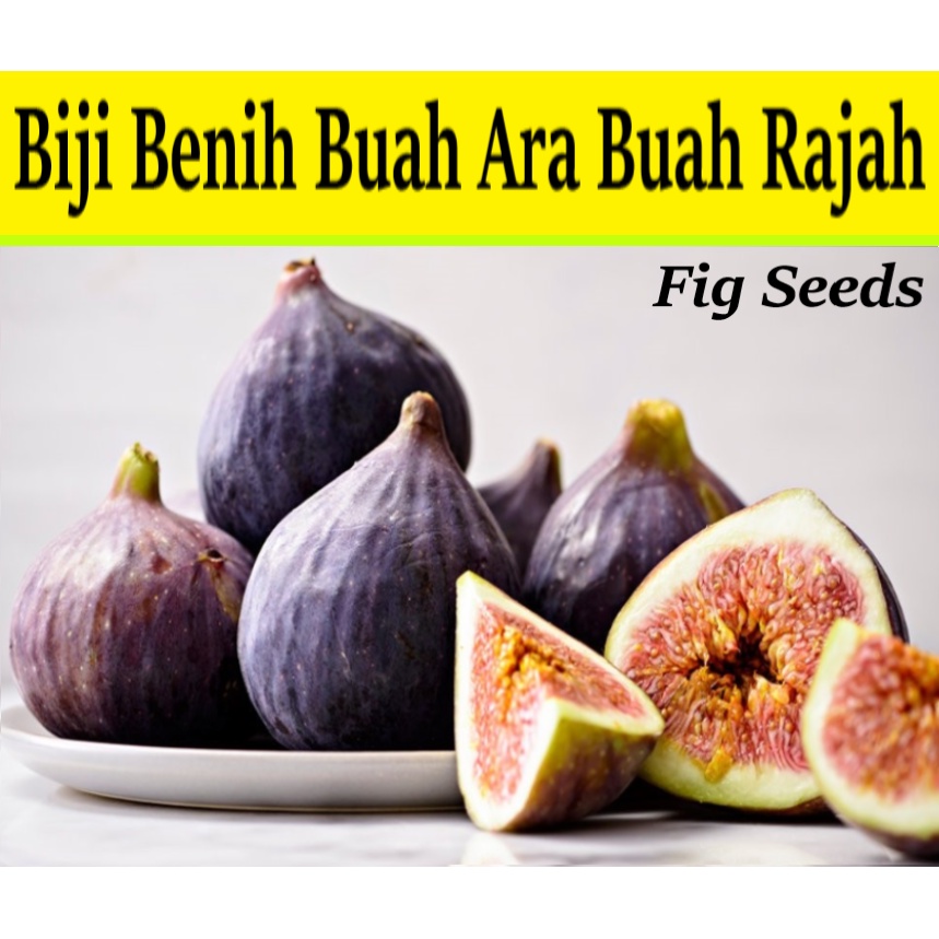 Biji Benih Rajah Buah Ara Tropical Fig Seed 1000pcs 无花果种子 Ficus Carica ...