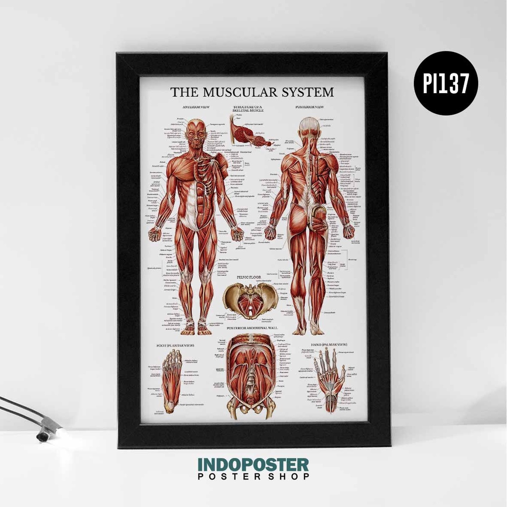Poster The Muscular System Map Of Human Muscle A3 45X30cm | Shopee Malaysia