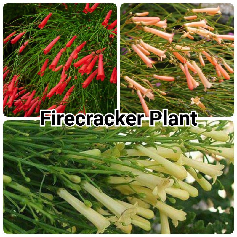 JD📌 FireCracker Plant | Fire Cracker | Real Flower Plant | Pokok Bunga ...