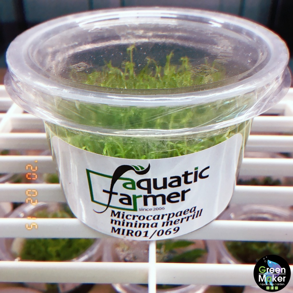 Microcarpaea Minima Merrill Tissue Culture (Aquatic Plant) Shopee