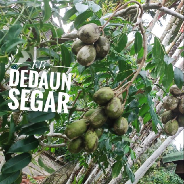 Buah Kedondong 1kg Anak Pokok Kedondong Shopee Malaysia