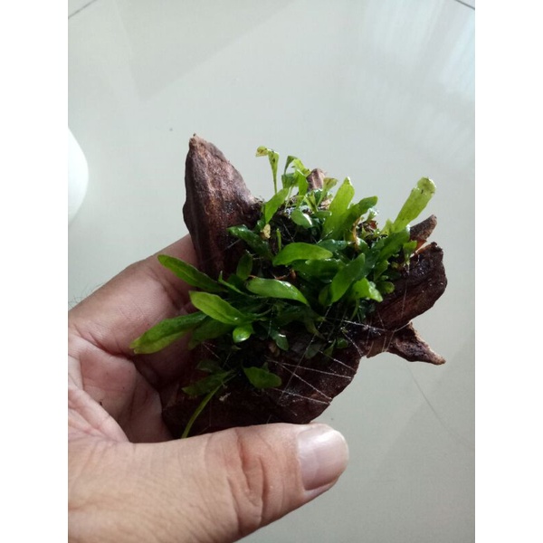 Mini java fern on wood.low tech plant,no co 2 plant | Shopee Malaysia