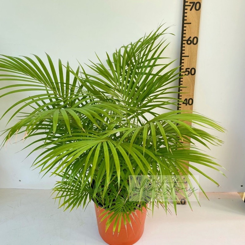 🌱Bushy Rhopablaste ceramica🌱Rhopablaste ceramica🌱Jawa palm🌱散尾草🌱Indoor ...