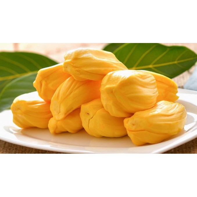 Pokok Nangka Madu J33 Hybrid Honey Jackfruit Tree Shopee Malaysia