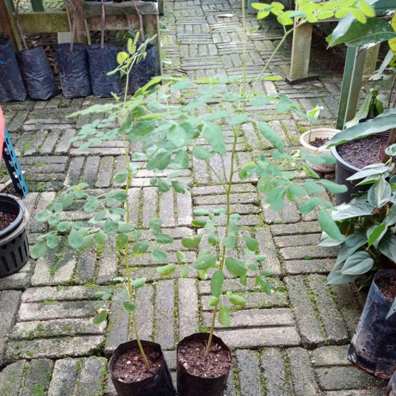 Pokok Remunggal / daun kelor / moringa | Shopee Malaysia