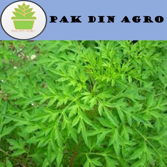 (20PCS) BIJI BENIH ULAM RAJA | Shopee Malaysia
