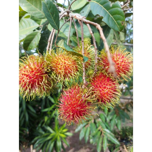 Rambutan Laici/ Rambutan Merah/ Buah Manis 1kg | Shopee Malaysia