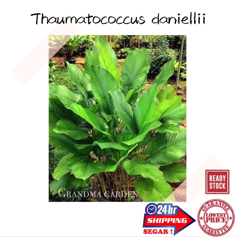 (GG real plant) Thaumatococcus daniellii ^ pokok hidup hiasan rumah ...