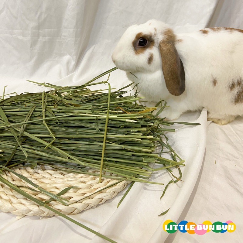 makanan arnab 🐇Premium Wheat grass high nutrition fiber air dry hay