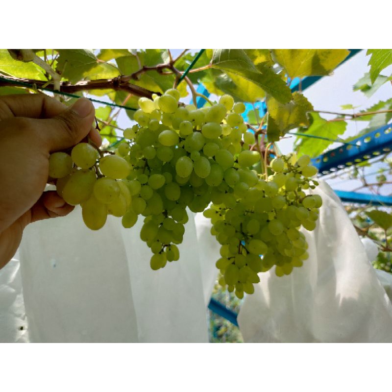 Anak pokok anggur heliodor (buah kuning) | Shopee Malaysia