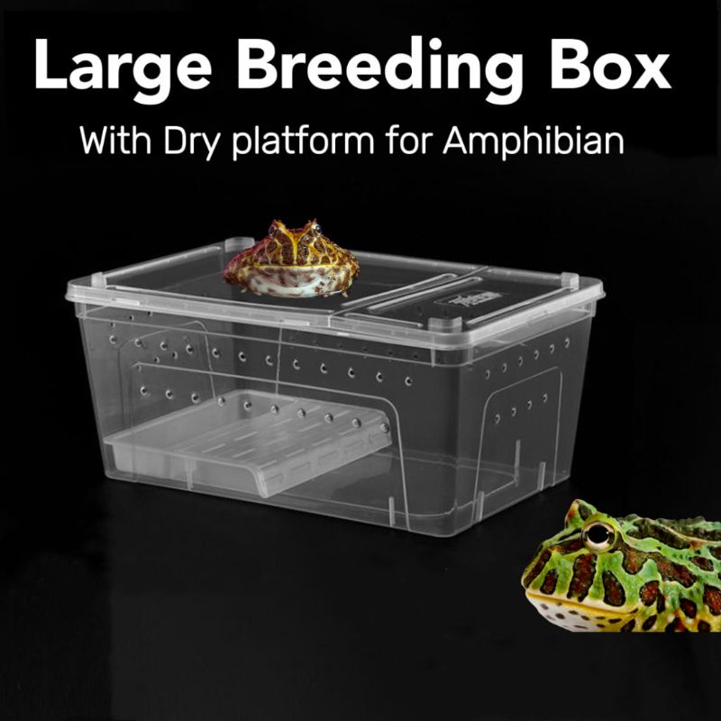 Curated visual reference: Preparing A Pacman Frog Breeding Facility Reference: Reptile Breeding Box L Xl Dry Platform Turtle Pacman Frog