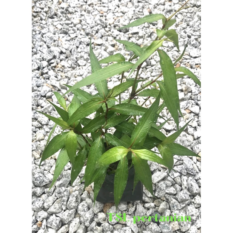 1 Anak Pokok （BUY 3 FREE 1） Kesum / Daun Laksa / Kesum Laksa ...