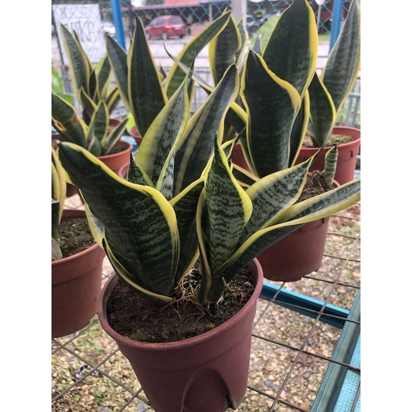 Pokok Sansevera ( Pokok Lidah Jin, Pokok Lidah Mertua) | Shopee Malaysia