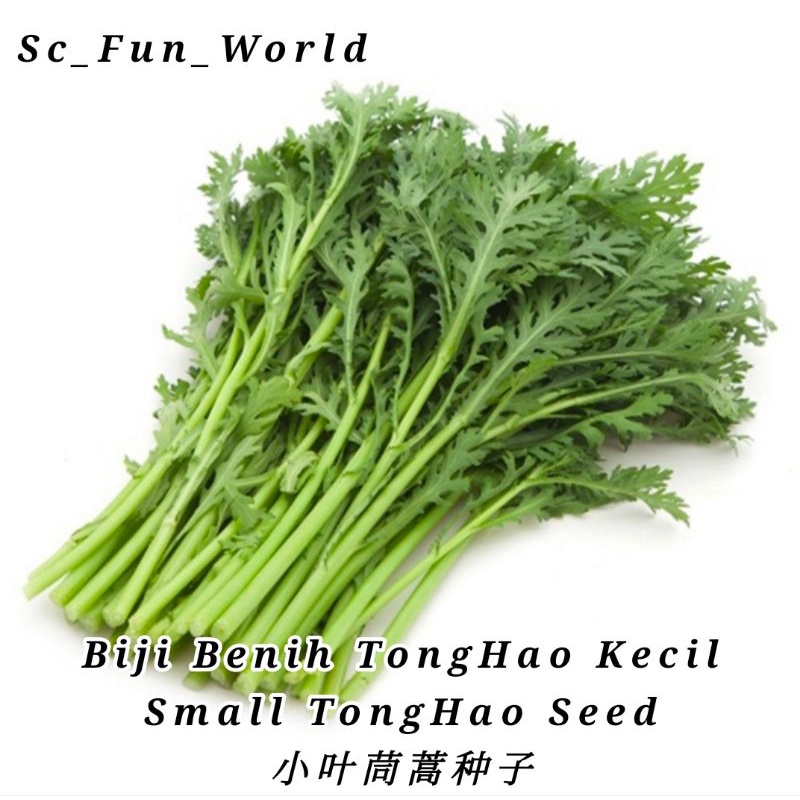 Biji Benih Tong Hao Kecil/Crown Daisy Seed/光纤茼蒿菜种子/小叶茼蒿种子/Chrysanthemum ...