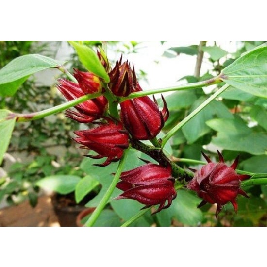 20pcs Seeds Roselle Hibiscus Flower Ribena Biji Benih Bunga Rosel 玫瑰茄 ...