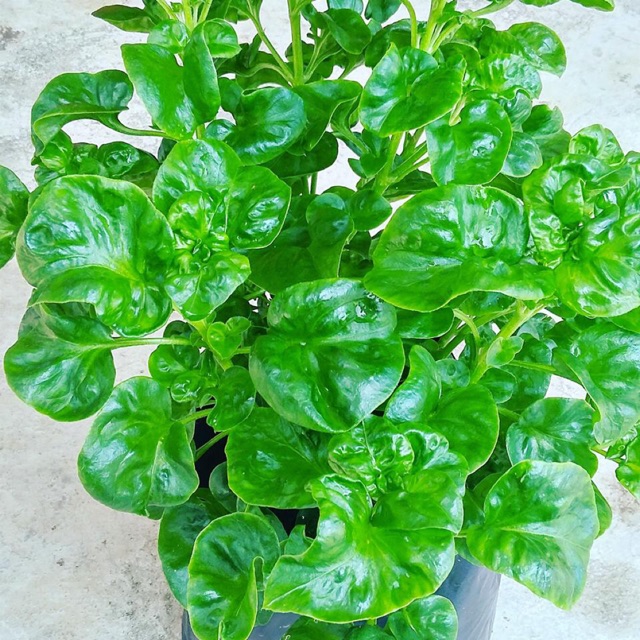 Bayam Brazil/ Brazilian Spinach / Vegetarian/ Outdoor Plant | Shopee ...