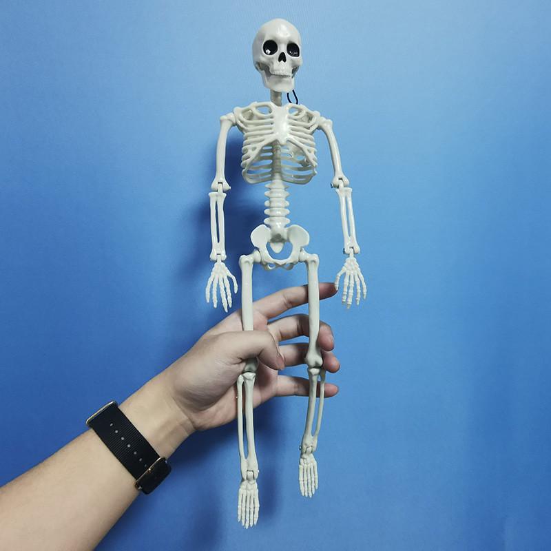 Active Human Skeleton Model Anatomy Medicine Learning Model Halloween ...