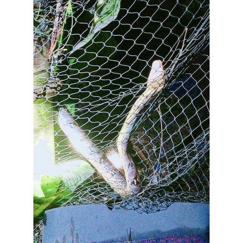 Snake Protection Net The Caught In A Python Prevent Eat Duck Chicken ...