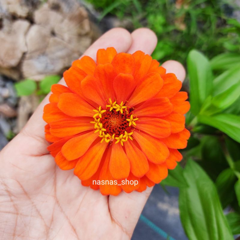 Benih Bunga Zinnia Orange Seeds 15pcs Elegans Oren Flower Seed | Shopee ...