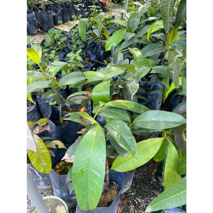 Pokok Manggis Mesta Real Live Plant Shopee Malaysia