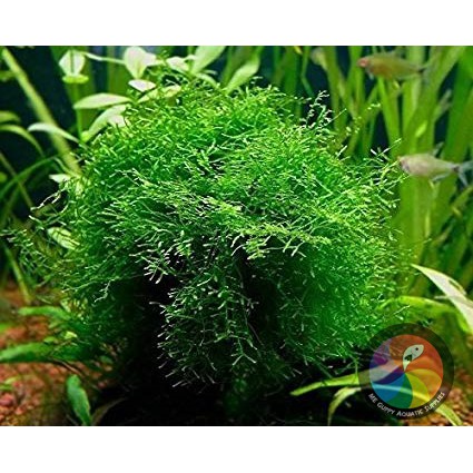 Java Moss 10*10cm Box | Shopee Malaysia