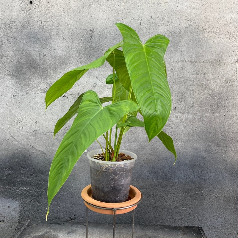 Philodendron Sharoniae Goat/Sharoniae Mosquera/ready stock | Shopee Malaysia