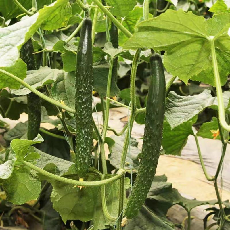 Benih Timun Jepun 15pcs/Japan Cucumber Seed/日本黄瓜种子 | Shopee Malaysia