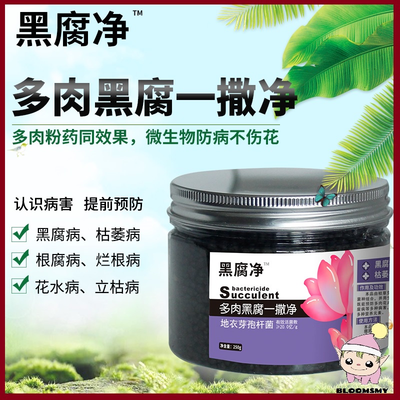 *BloomsMY* Fungicide Bactericide Succulent Black Rot Prevention/ Ubat ...