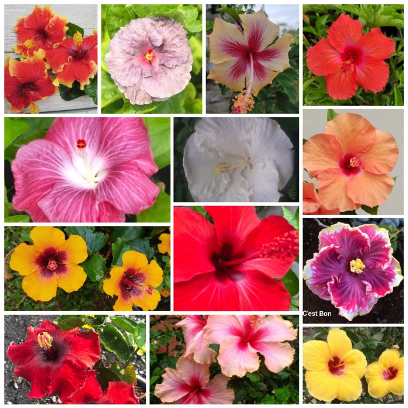 Part 3/6 : Pokok Bunga Raya cest bon Tiny tina hawaiian mandarin mallow ...
